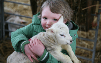 Nephew with sheep Boy with sheep