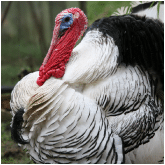 Turkey Turkey