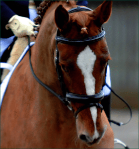 dressage_molly